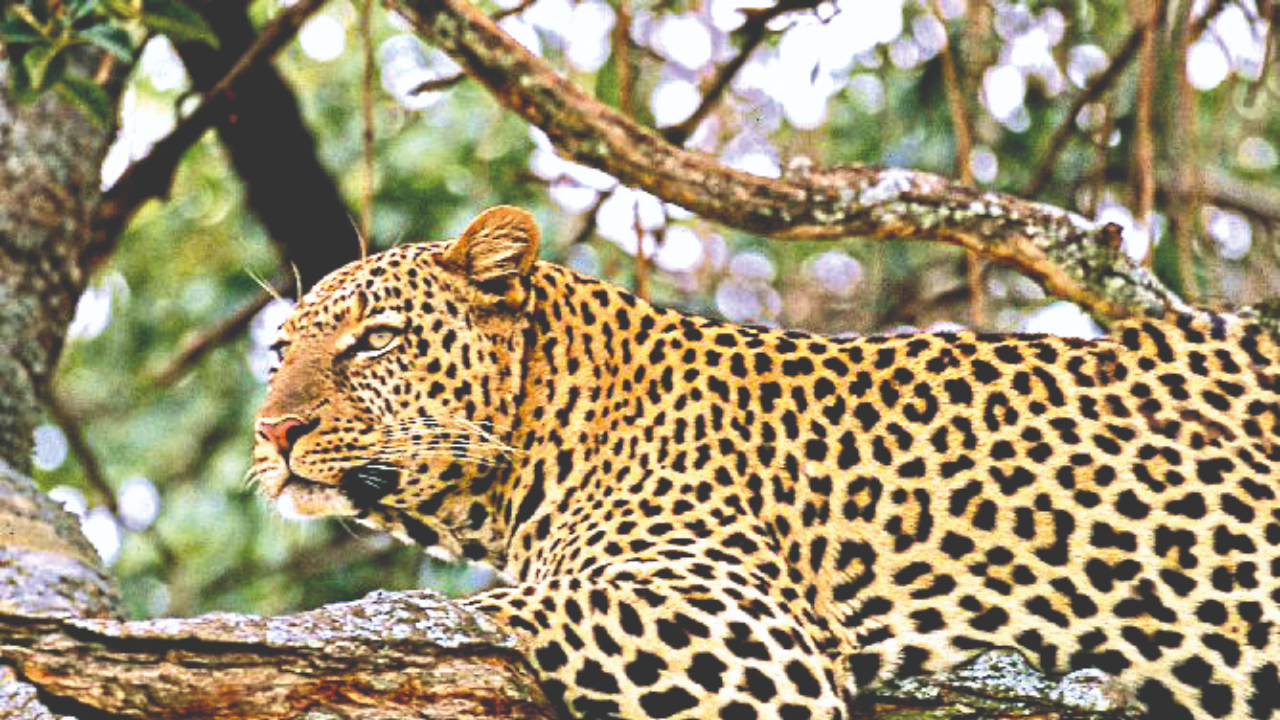 Pilibhit reports second leopard attack in 24 hours, 1 injured | Bareilly News - Times of India