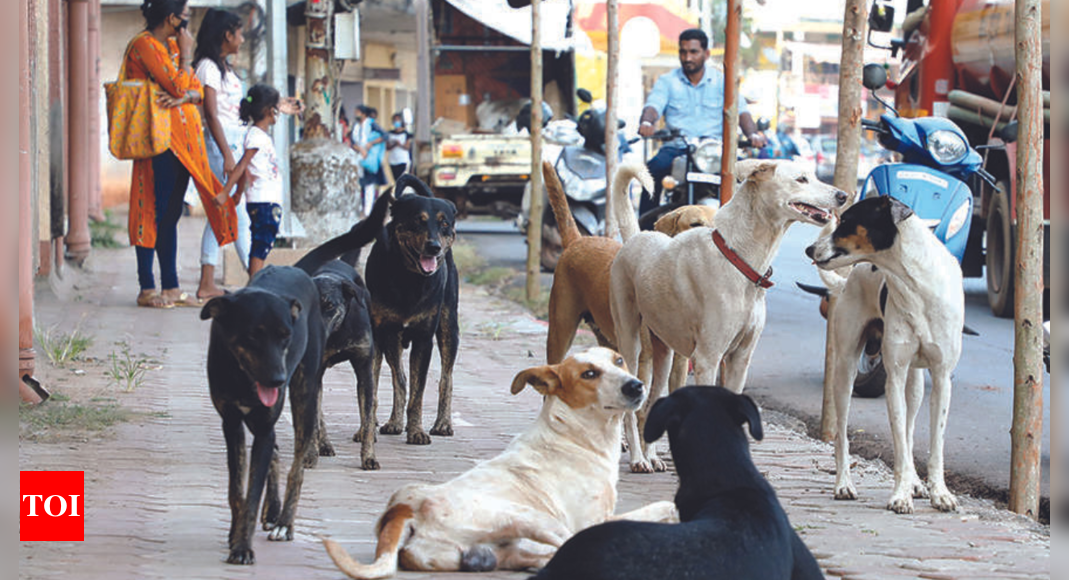 Soon in Goa: More dogs, more bites, more danger | Goa News - Times of India