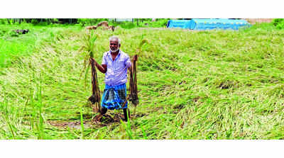 Heavy rain ravages paddy crops in Krishnagiri dist