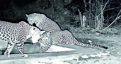 Rare sighting of leopard with two cubs in Dahod