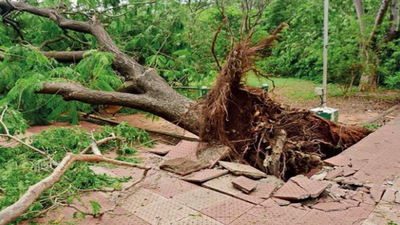 Trees uprooted in rain cleared in Madurai city