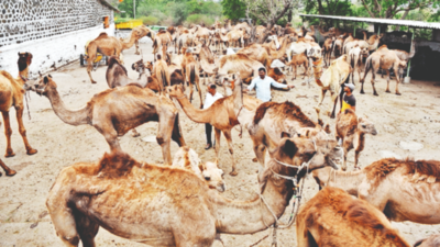 Nashik rural cops write to Raj police on camel issue