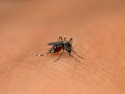 Coconut scent drives away mosquitoes? Know what this study found