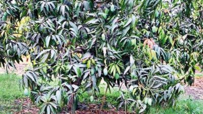 Mango Tree Kesar Indian Collectors Variety Grafted