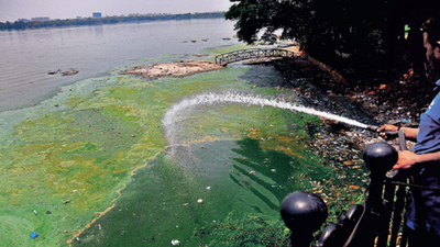 Toxic algal blooms in Hyderabad's Hussainsagar with sewage, industrial waste inflow