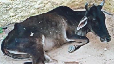 Cows show symptoms of lumpy skin disease in 3 Rajasthan districts