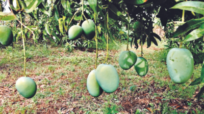 23 years after launch, Sonpari still a goldmine for farmers