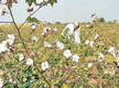 
Pb faces uphill task of making farmers switch back to cotton
