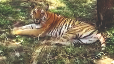 Tiger spotted again in Kaliasot forest area
