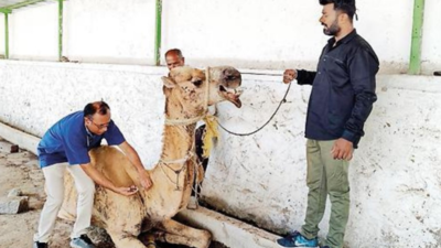 Rescued camels to walk back to Rajasthan via Gujarat