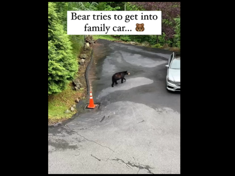 Viral Video: Curious Black Bear attempts to open Mercedes car door ...