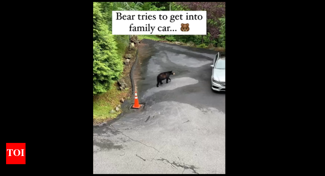Viral Video Curious Black Bear attempts to open Mercedes car door