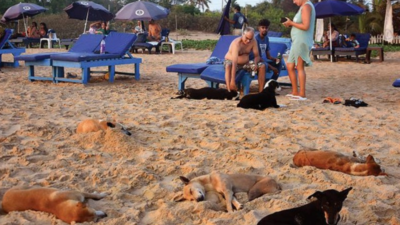 Experts fear dog gangs could bite Goa's 'safe' brand