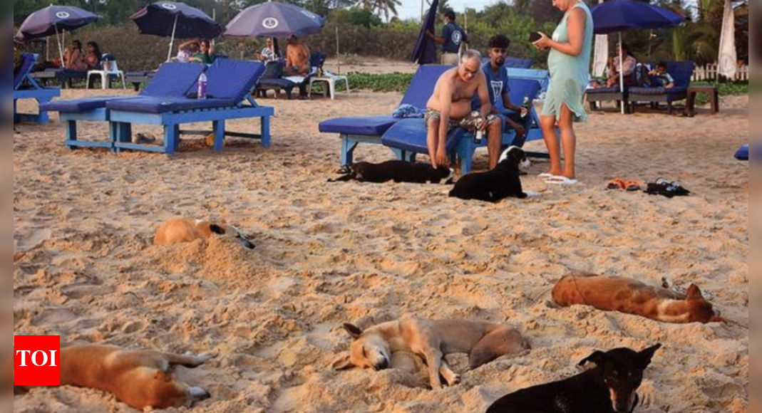 Experts fear dog gangs could bite Goa's 'safe' brand Goa News Times