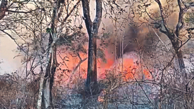 Lesser fire accidents this summer at Bandipur, Nagarahole tiger reserves