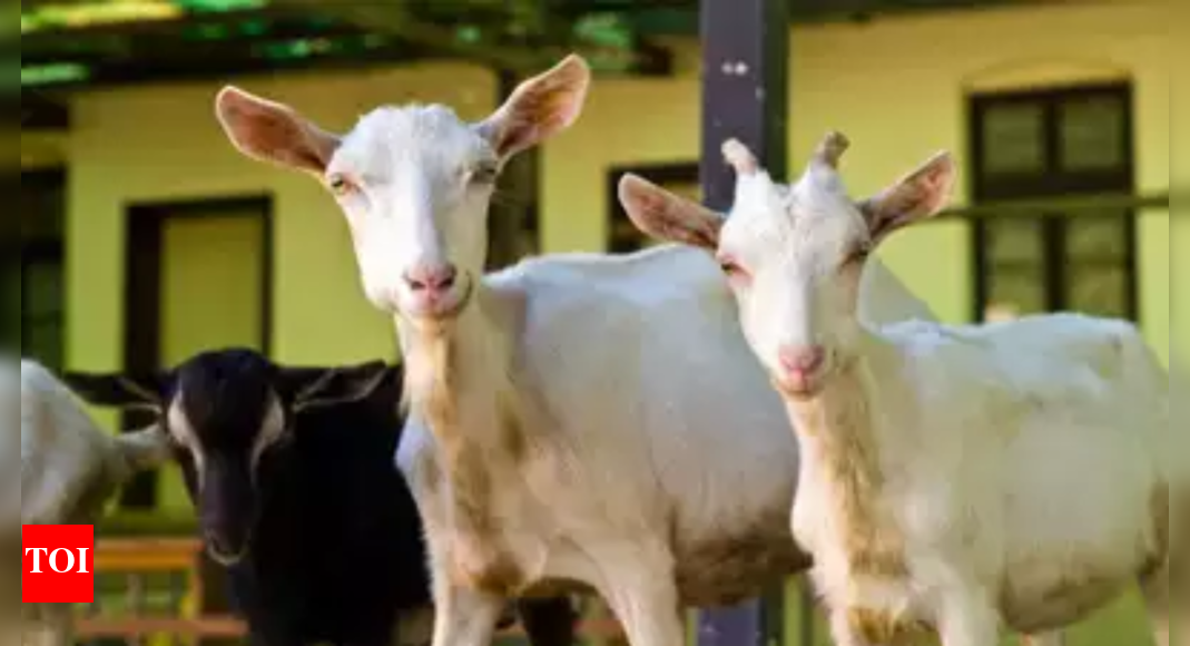4 Goats Charred To Death In Thane | Thane News - Times of India