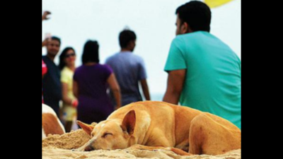 MMC to sterilise 500 stray dogs in a month