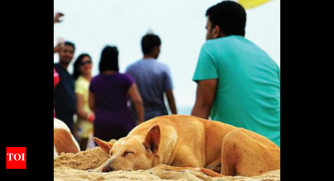 Mmc MMC to sterilise 500 stray dogs in a month Goa News Times of India