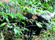 
80-year old farmer attacked by gaur
