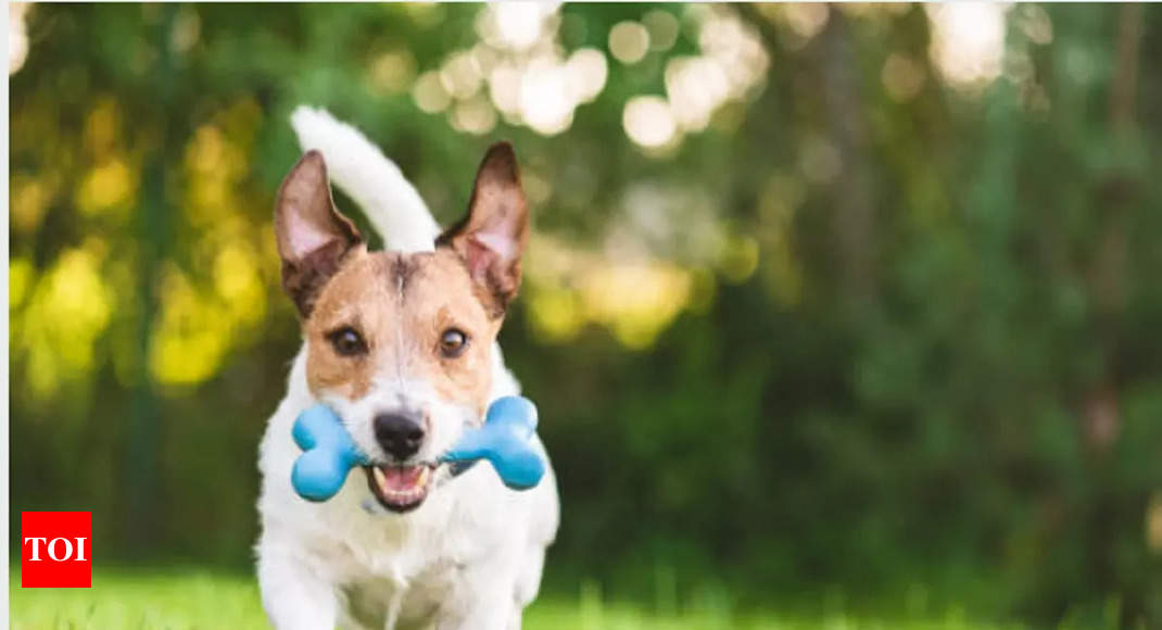 10 calming toys to entertain anxious dogs