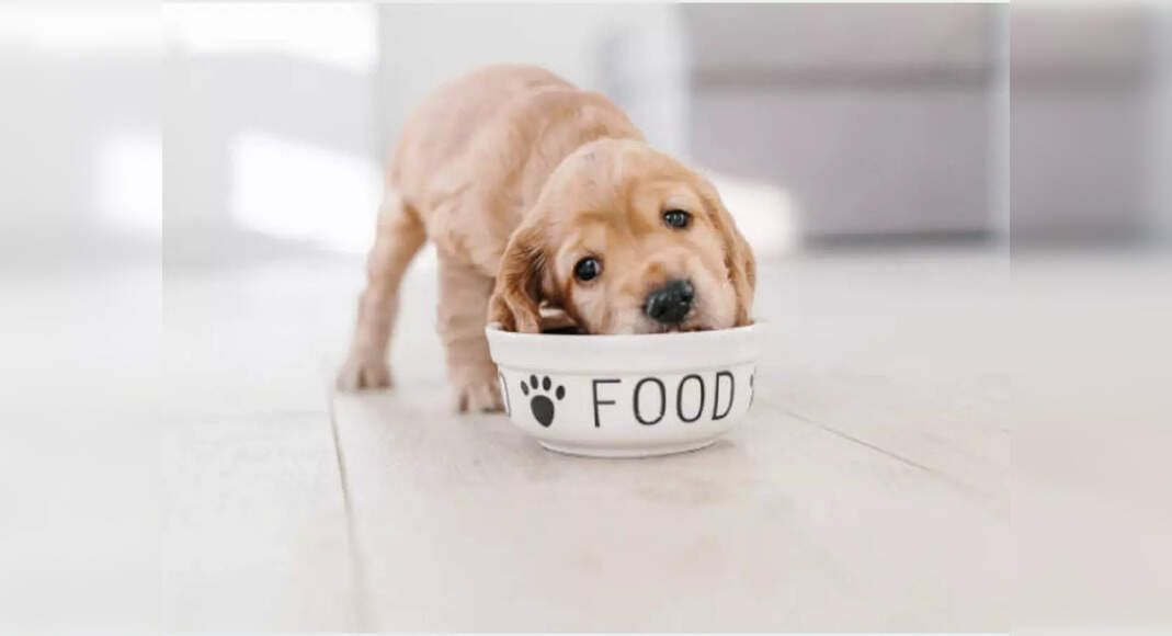 Illustration of Managing Anxious Pets Through Diet