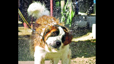Stroke, dehydration among pets higher this summer