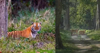 Lessons to learn from failure of first tiger translocation