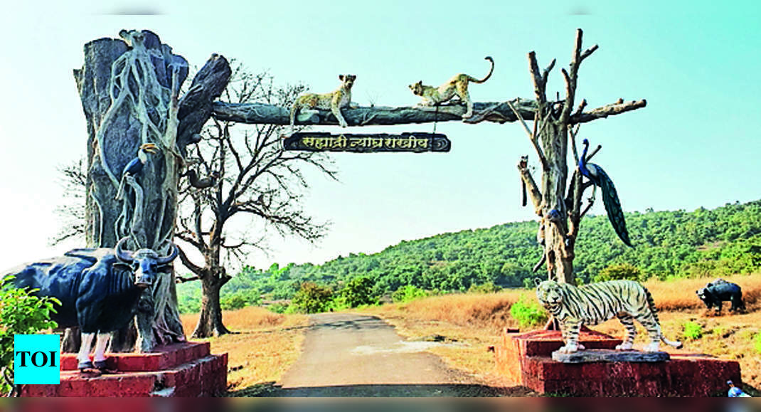 Str: 374 Animals Recorded In Wildlife Census At Sahyadri Tiger Reserve ...