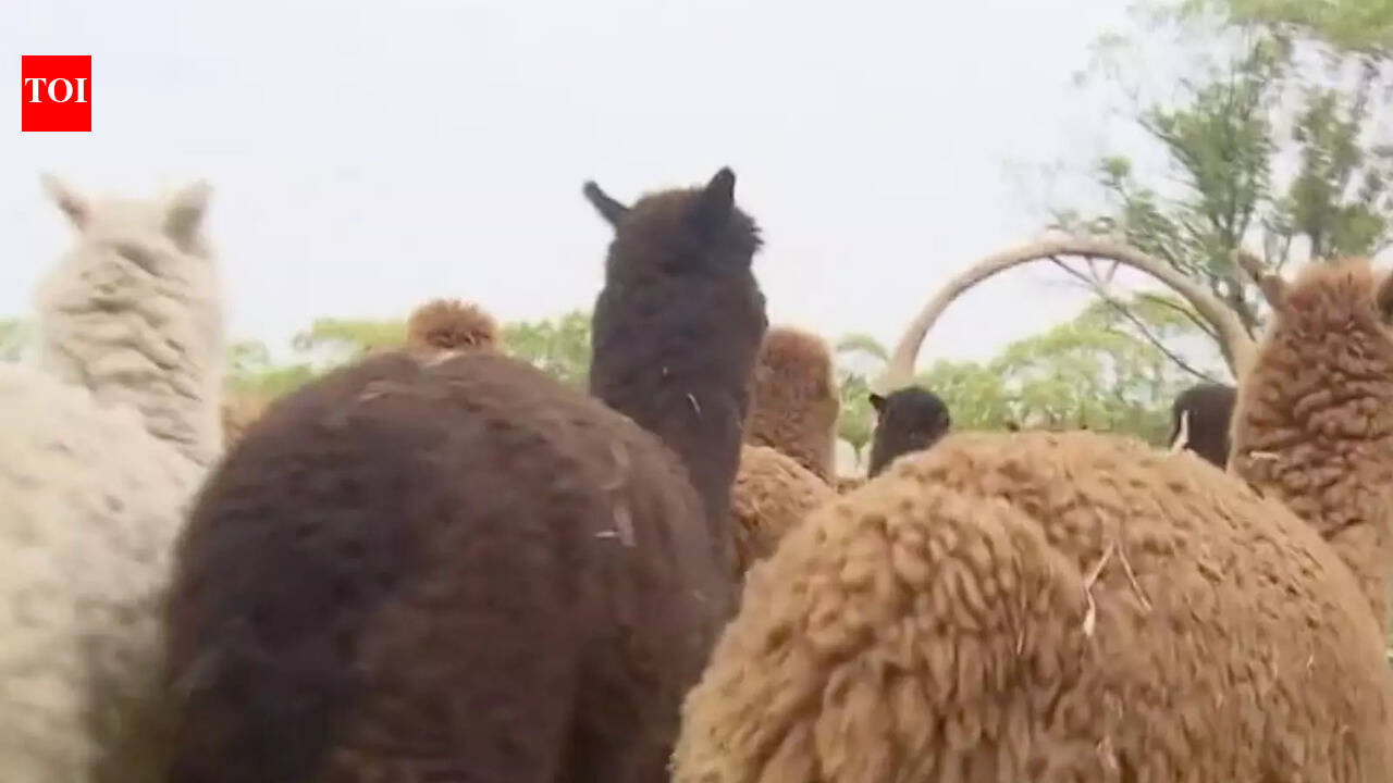 Shanghai’s alpaca farm ushers in wool harvest season