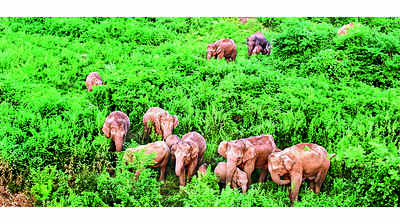 Forest dept seeks nod for elephant corridor again