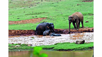 WII embarks on elephant survey