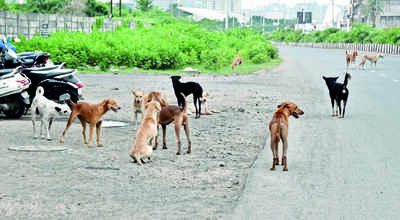 Sterilized dogs get infected with deadly canine disease