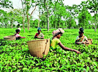 Over 3.3k-cr Assam tea sold at auction centre in ’22-23