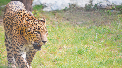 Forest department plans third leopard safari ‘Maila Bagh’ in Jaipur