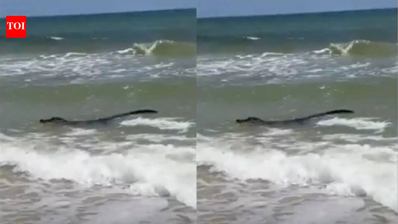 Gator enjoys beach waves in Alabama