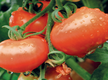 
UoH tweaks tomato for longer life, better taste
