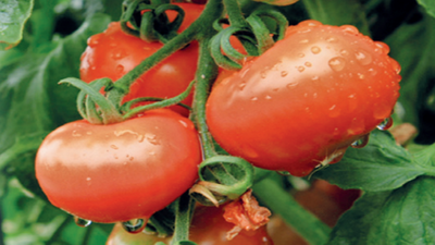 UoH tweaks tomato for longer life, better taste