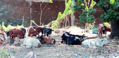 No protectors for stray cattle in Mangaluru