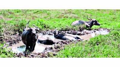 No protectors for stray cattle in Mangaluru