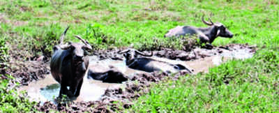 No protectors for stray cattle in Mangaluru