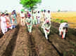 
Cotton farmers told to opt for bed plantation
