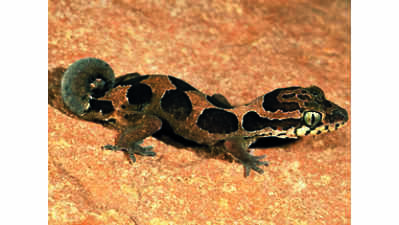 Thackeray foundation students find two new Geckoella species