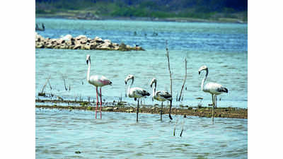 Flocks of greater flamingos make their way back to Sukhana dam after half a decade