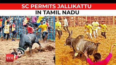 Supreme Court upholds validity of Tamil Nadu’s traditional bull-taming sport Jallikattu