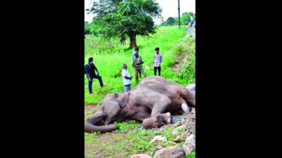 Forest dept works on saving elephants from train hits