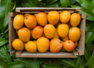 Chemically ripened mangoes: Health risks​