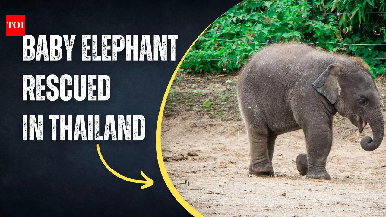Baby elephant rescued from a deep well in Thailand golf course