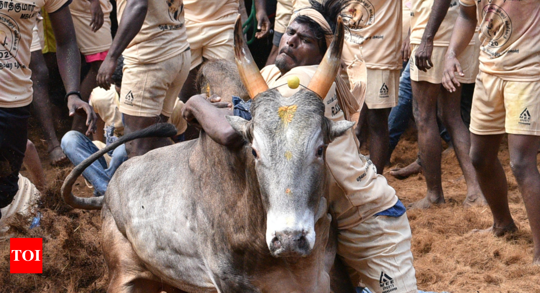 Jallikattu Ban: Supreme Court upholds Tamil Nadu law passed to