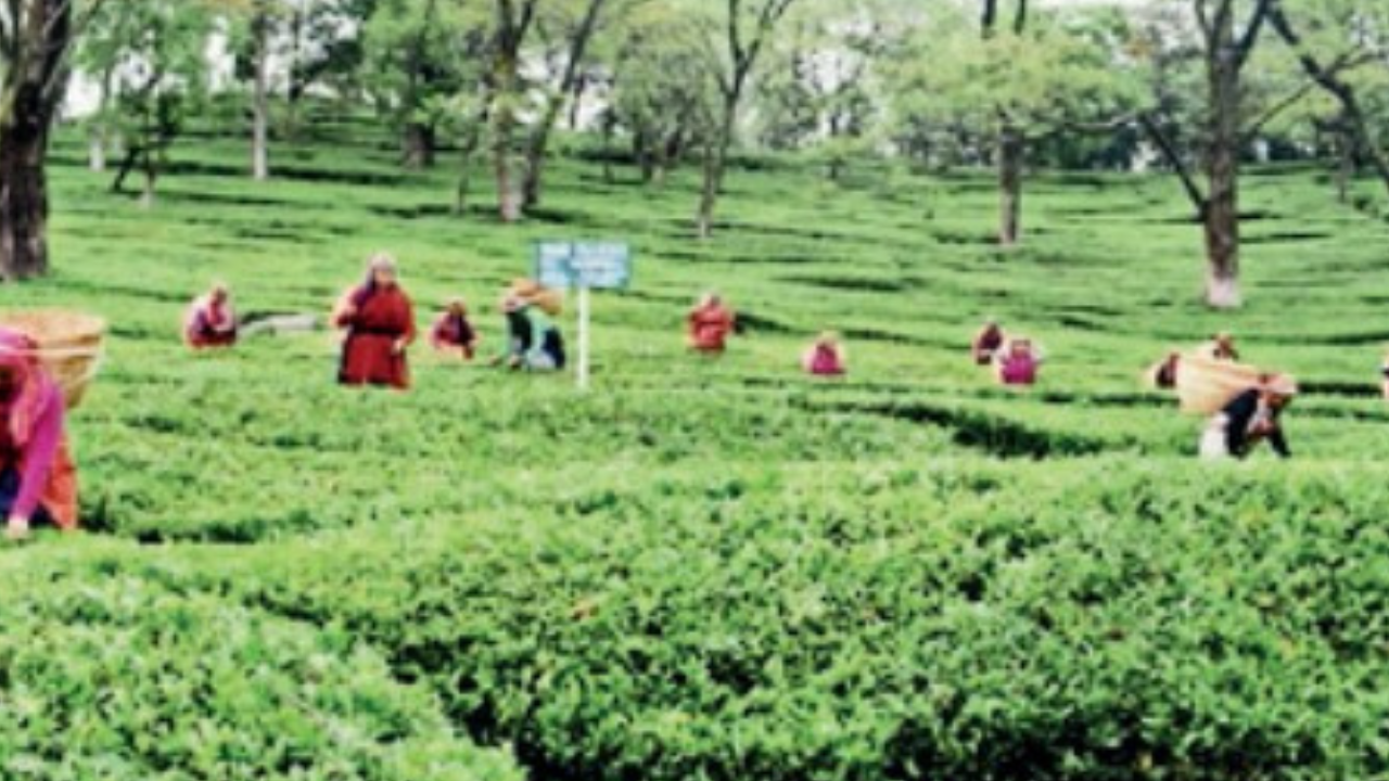 EU GI tag for HP’s Kangra tea – Times of India