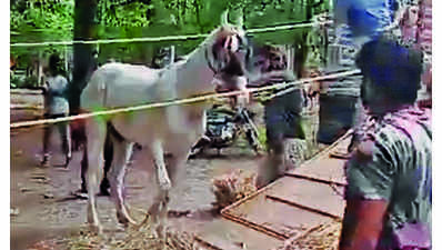 9 horses rescued after 8-hr drama